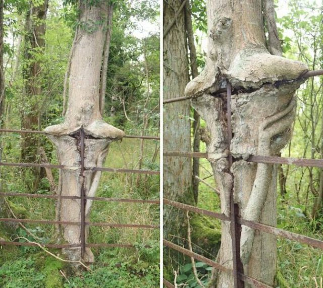 Creepy Finds In The Forest (26 pics)