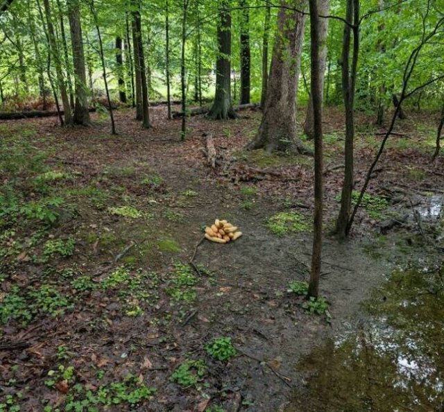 Creepy Finds In The Forest (26 pics)