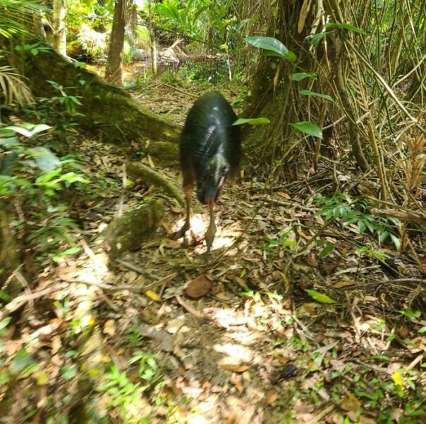 Creepy Finds In The Forest (26 pics)