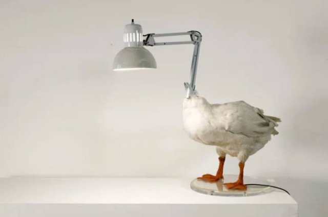 Strange Finds And Situations (39 pics)