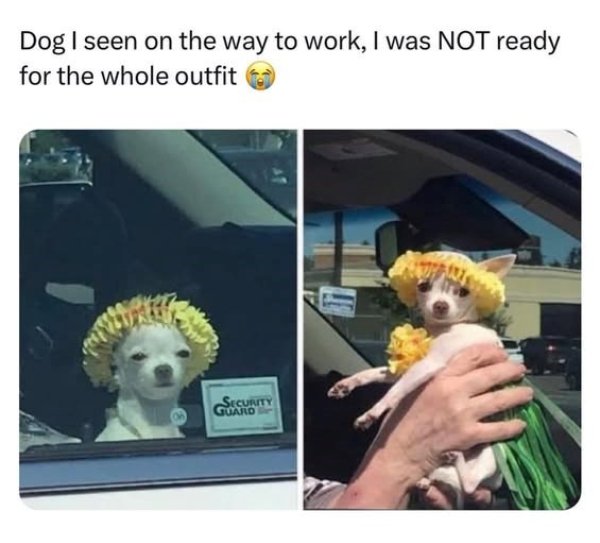 Positive Posts For A Good Mood (25 pics)
