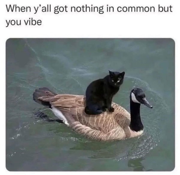 Positive Posts For A Good Mood (25 pics)