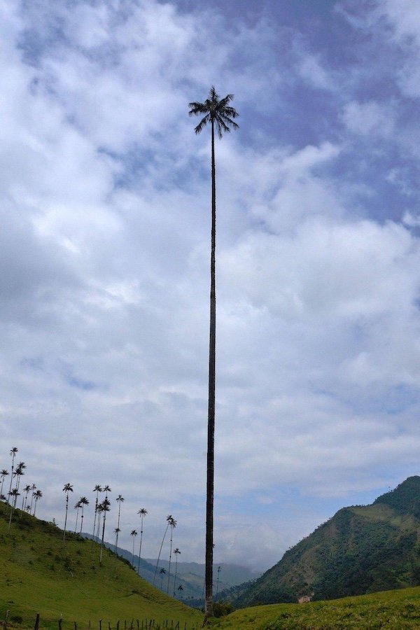 Giant Things (30 pics)