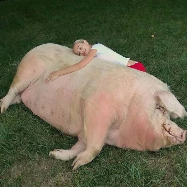 Giant Things (30 pics)