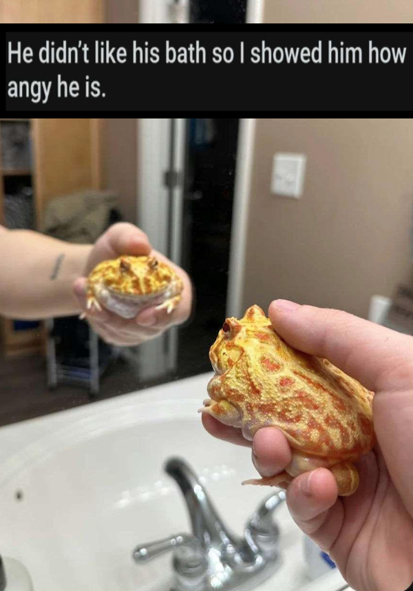 Random Memes (30 pics)