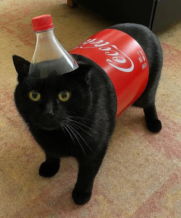 Weird Finds And Situations (35 pics)