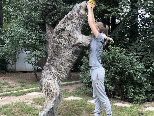Giant Things (30 pics)