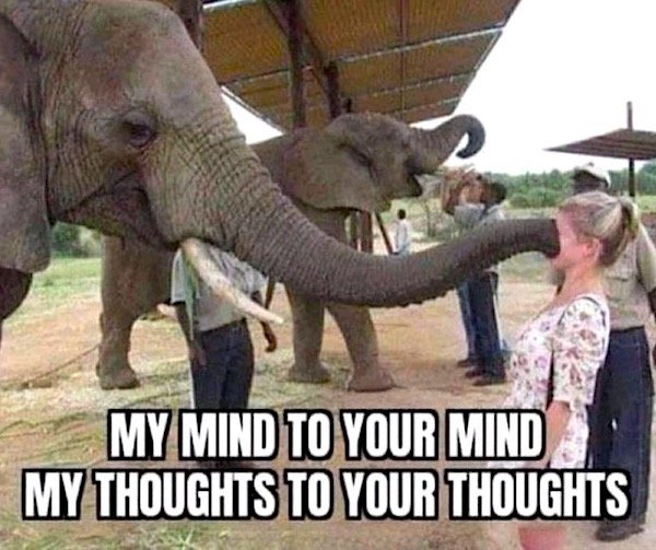 Random Memes (30 pics)