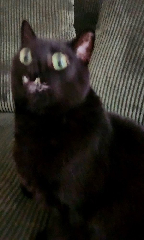 Funny Photos For Cat Lovers (26 pics)