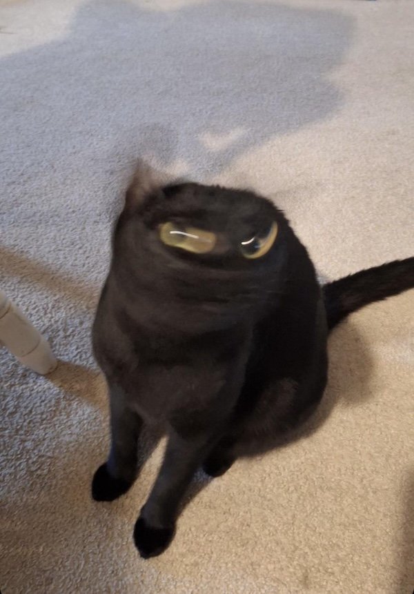 Funny Photos For Cat Lovers (26 pics)