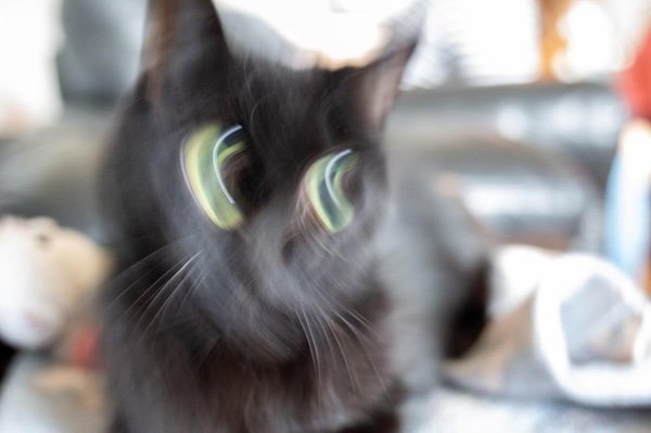 Funny Photos For Cat Lovers (26 pics)