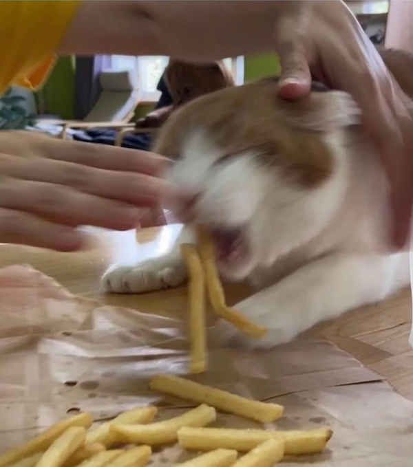 Funny Photos For Cat Lovers (26 pics)