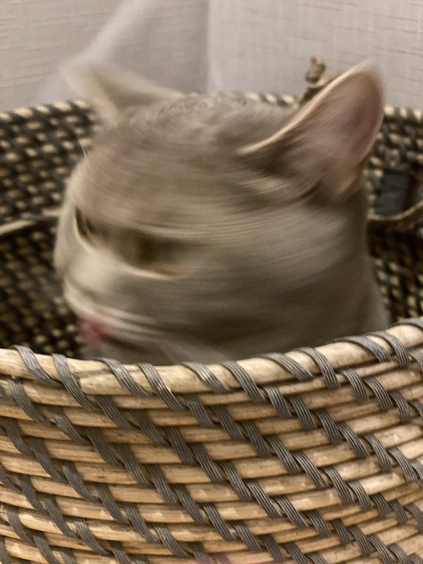 Funny Photos For Cat Lovers (26 pics)