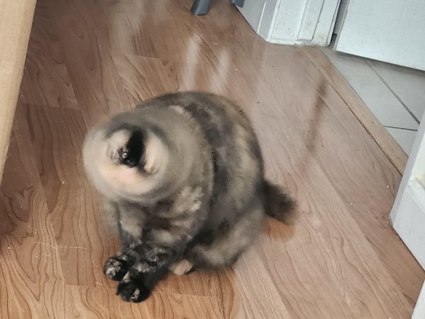 Funny Photos For Cat Lovers (26 pics)