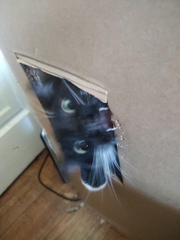 Funny Photos For Cat Lovers (26 pics)