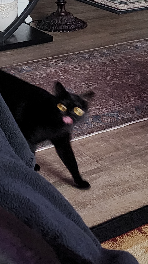 Funny Photos For Cat Lovers (26 pics)
