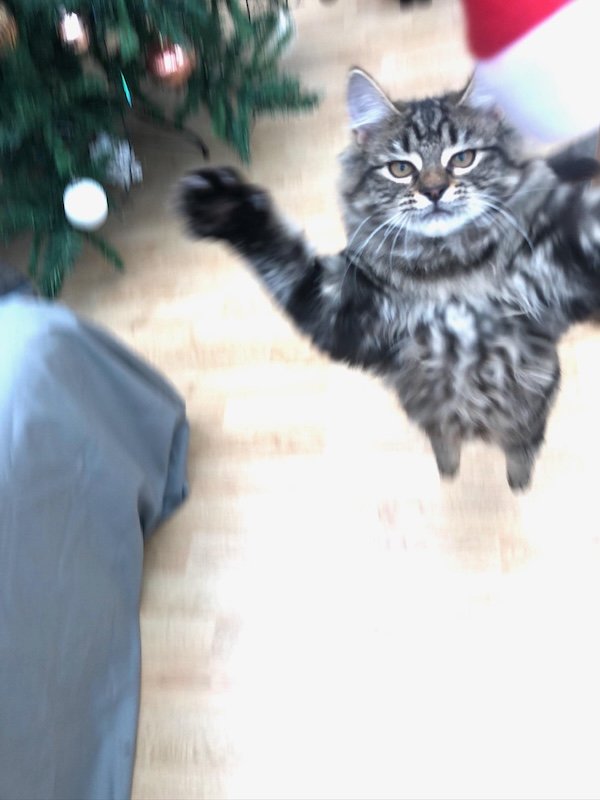 Funny Photos For Cat Lovers (26 pics)