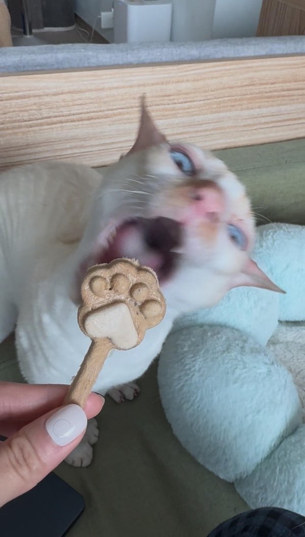 Funny Photos For Cat Lovers (26 pics)