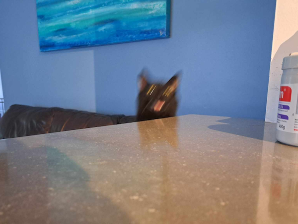 Funny Photos For Cat Lovers (26 pics)