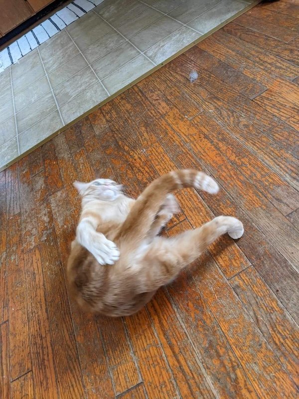 Funny Photos For Cat Lovers (26 pics)