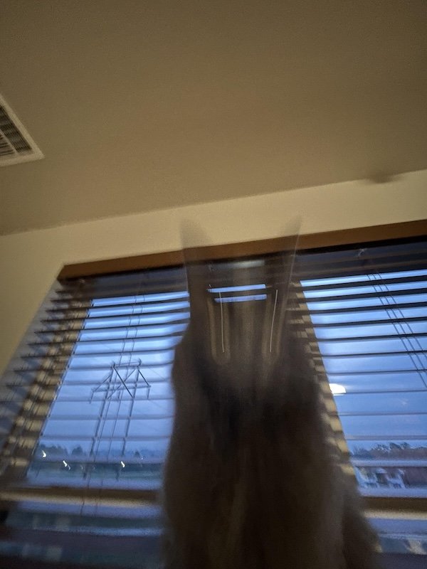 Funny Photos For Cat Lovers (26 pics)