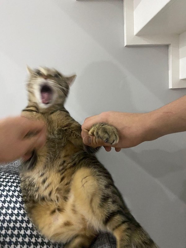 Funny Photos For Cat Lovers (26 pics)
