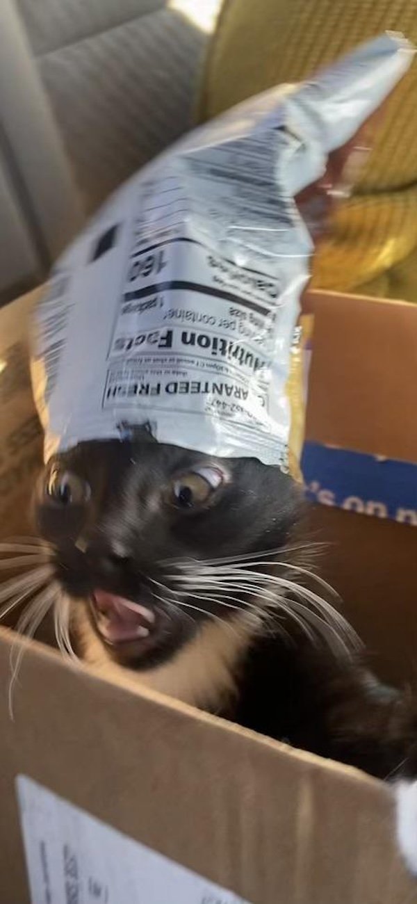 Funny Photos For Cat Lovers (26 pics)