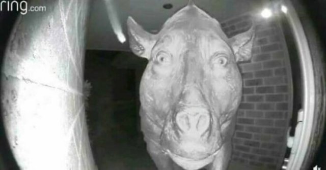 ''Cursed'' Photos (20 pics)