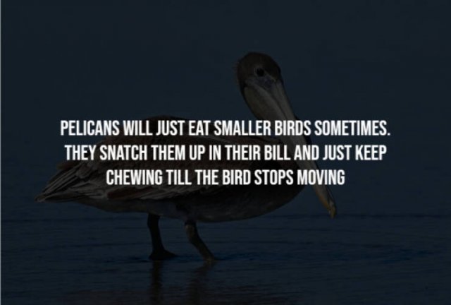 Scary Facts (15 pics)