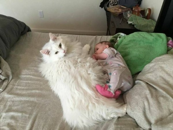 Jokes And Photos For Cat Lovers (32 pics)