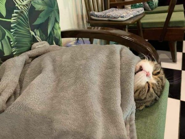 Jokes And Photos For Cat Lovers (32 pics)