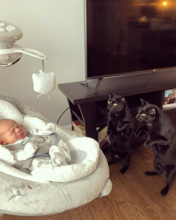Jokes And Photos For Cat Lovers (32 pics)