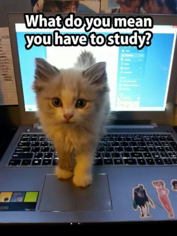 Jokes And Photos For Cat Lovers (32 pics)