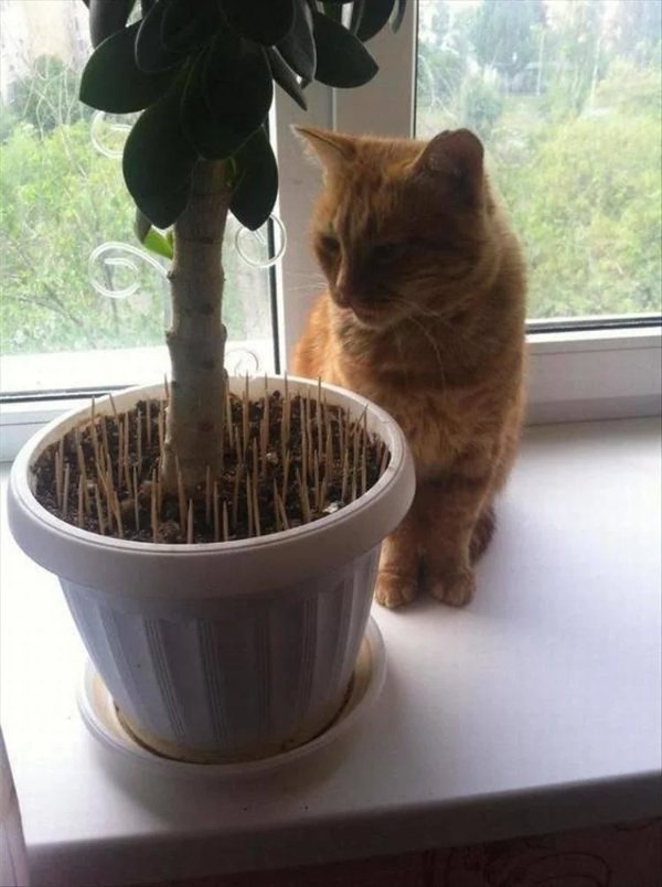 What Is Going On Here? (24 pics)