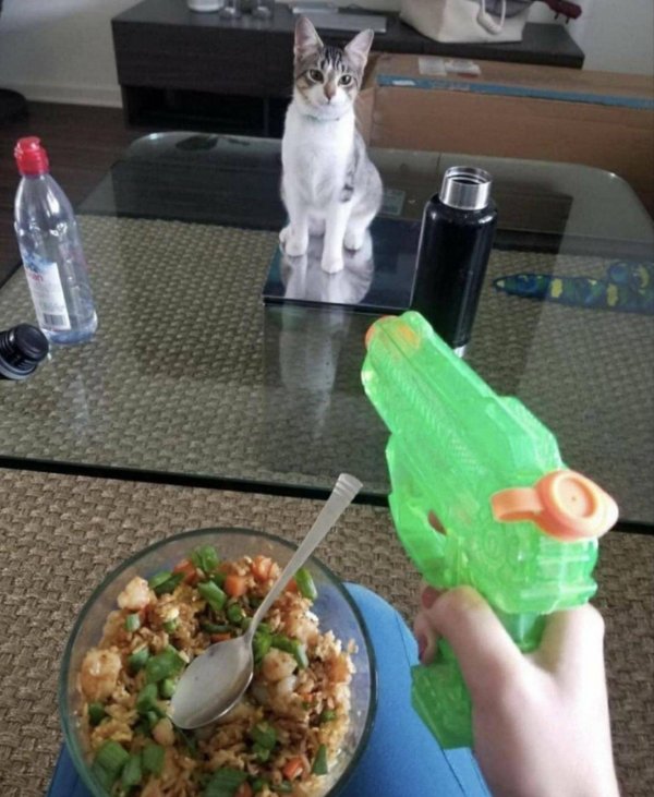 Jokes And Photos For Cat Lovers (32 pics)