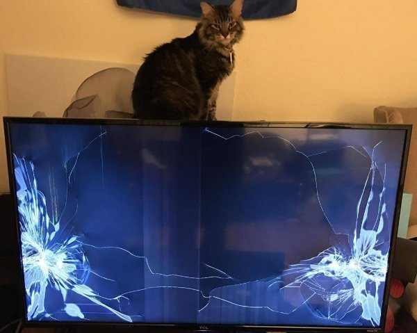 Jokes And Photos For Cat Lovers (32 pics)