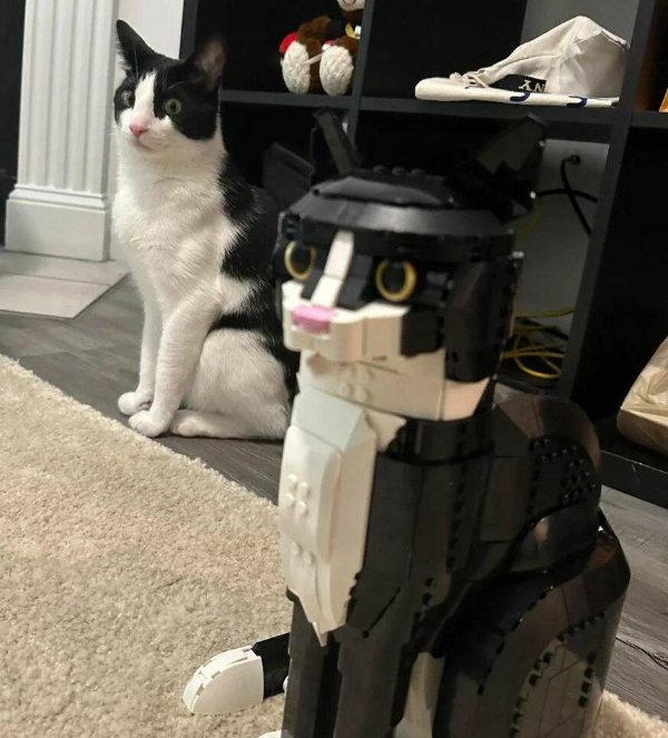 Jokes And Photos For Cat Lovers (32 pics)