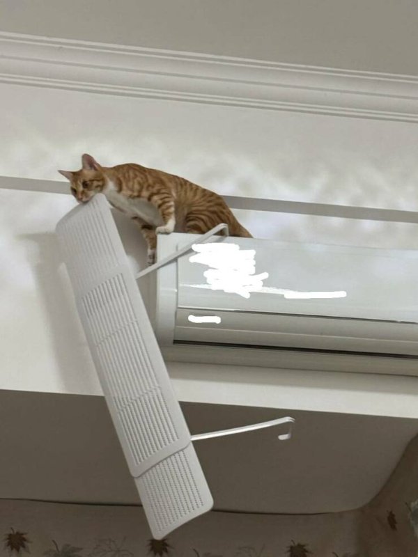 Jokes And Photos For Cat Lovers (32 pics)