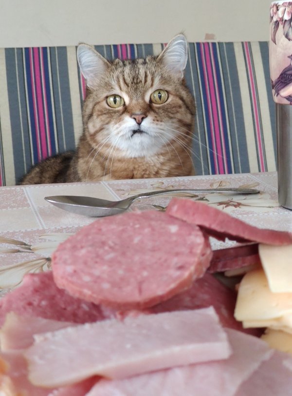 Jokes And Photos For Cat Lovers (32 pics)