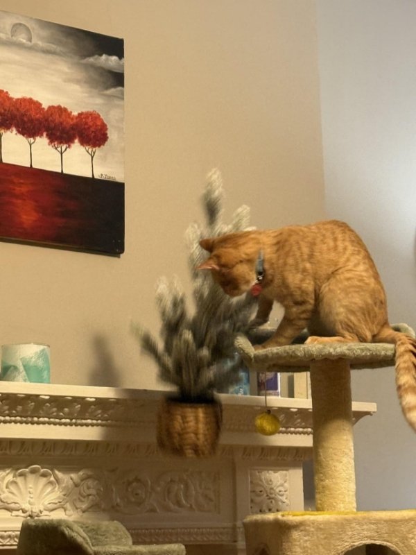 Jokes And Photos For Cat Lovers (32 pics)