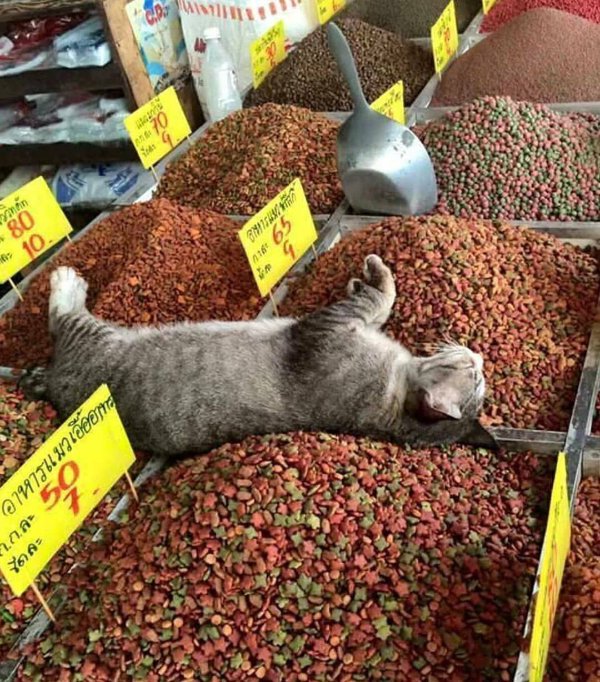 Jokes And Photos For Cat Lovers (32 pics)