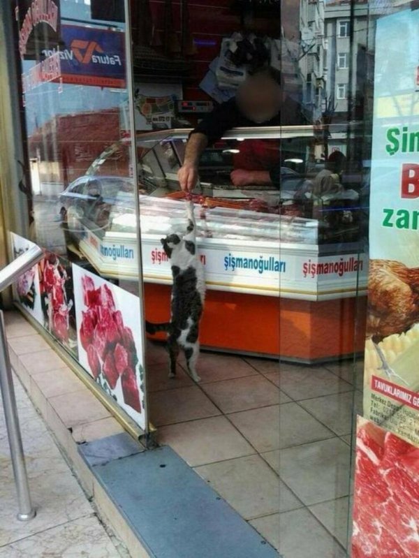 Jokes And Photos For Cat Lovers (32 pics)
