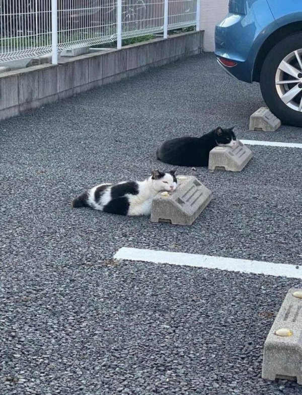 Jokes And Photos For Cat Lovers (32 pics)