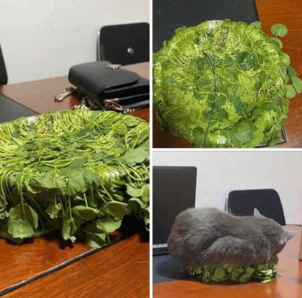 Jokes And Photos For Cat Lovers (32 pics)