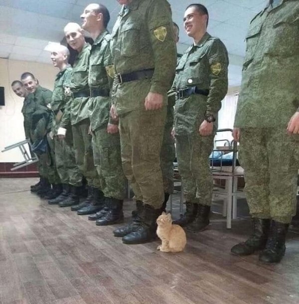 Jokes And Photos For Cat Lovers (32 pics)