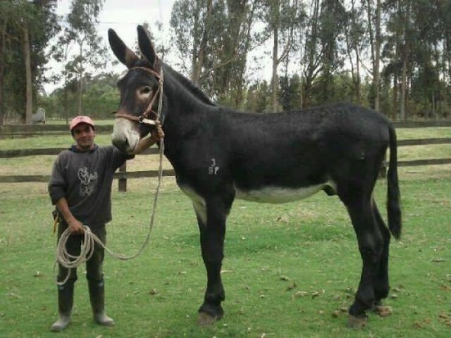 Giant Things (18 pics)