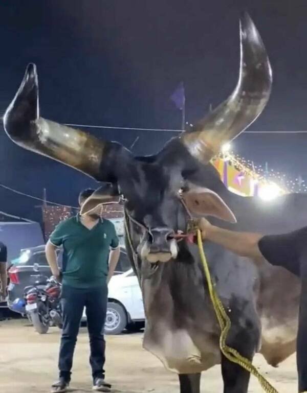 Giant Things (18 pics)