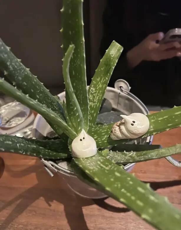 Strange Food Serving (15 pics)