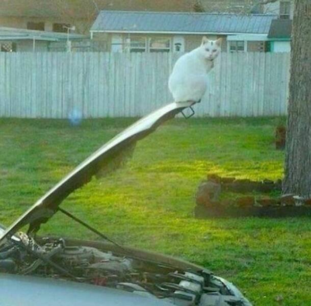 What Is Going On Here? (25 pics)