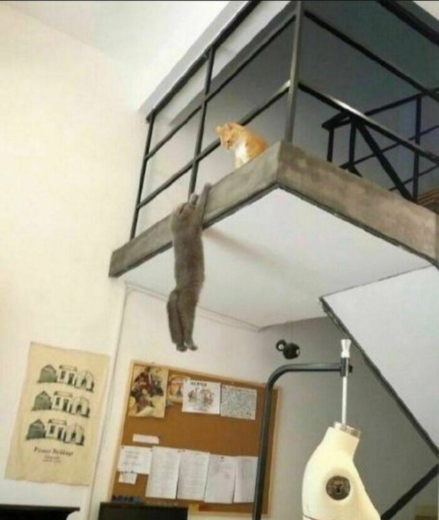 What Is Going On Here? (25 pics)